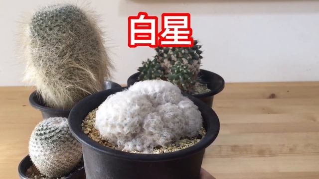 【マミラリア属🌵紹介】植物を見ながら話をする動画 12 смотреть онлайн