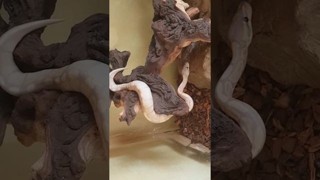 Python regius banana. смотреть онлайн