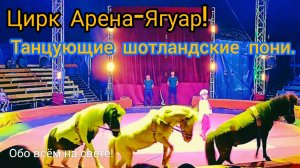 Цирк «Арена-Ягуар!» 🎪Танцующие шотланские пони. 🐎
