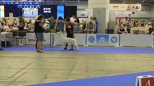 25.08.2018 г. Киев Чемпионат Центральной и Восточной Европы Эксперт Gunnar Nymann(Denmark) смотреть онлайн