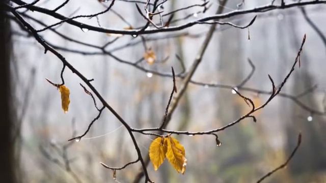 Lumiere Tales - Rainy Moon смотреть онлайн