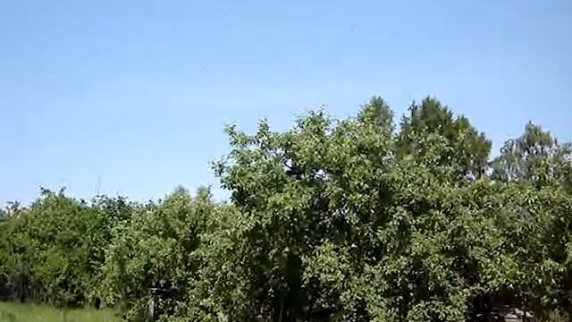 Рой прививается www.letok.info смотреть онлайн