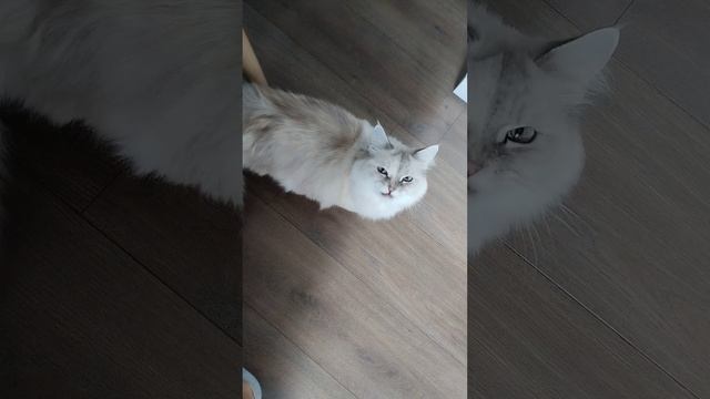 когда 5 минут не кормили #сахалин #кошка #манчкин #cat #munchkin #еда смотреть онлайн