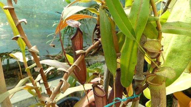 Nepenthes 'Rebecca Soper'