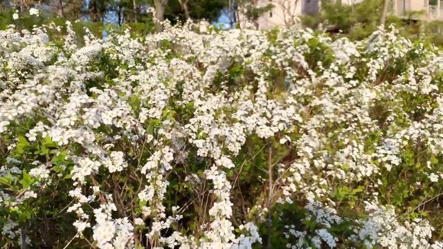 Cherry Blossom 2021 | Цветение Сакуры в Корее смотреть онлайн