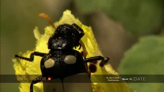 CMR bean beetle eats flowers смотреть онлайн