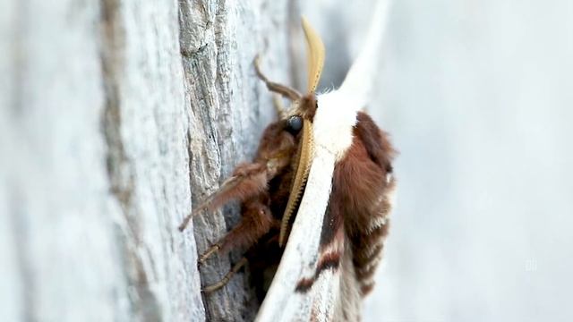 Grand paon de nuit - Saturnia pyri смотреть онлайн