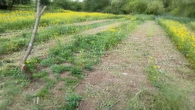 Перемелюю гірчицю на добриво для малини. Прополка рядів малини. смотреть онлайн