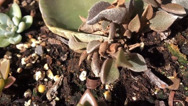 Cactus and Succulent update August 2020 || Plant tour смотреть онлайн