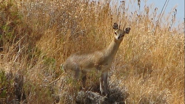 Oreotragus oreotragus смотреть онлайн