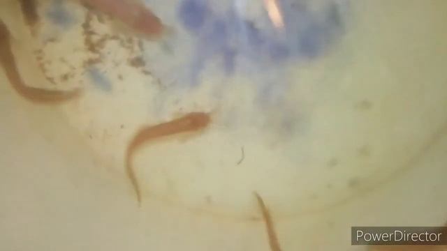 Stingin catfish care in sinhala смотреть онлайн