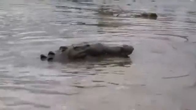 Турист и крокодил Приколы смотреть онлайн