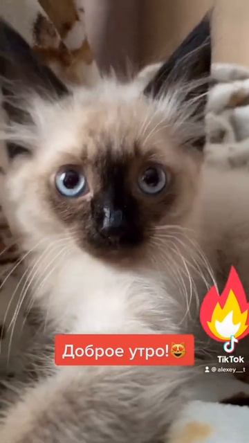 Доброе утро😻Милашка😻Король лев 🦁 смотреть онлайн