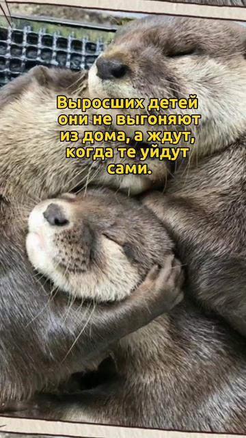 Самая крепкая семья у выдр🦦 #животные #удивительныефакты #zloered смотреть онлайн