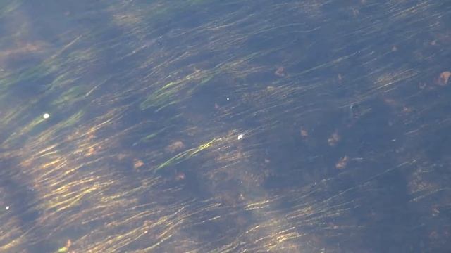 течение и водоросли кц смотреть онлайн