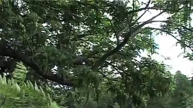 Tony Kirkham Wing Nut Kew смотреть онлайн