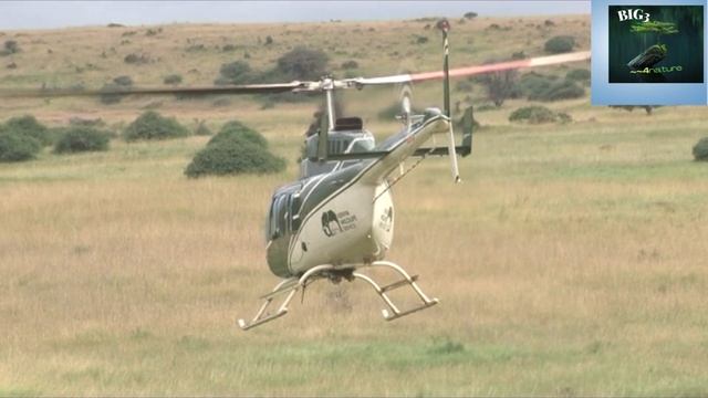 Black Rhino goes Berserk during translocation (Nairobi National Park, Kenya) смотреть онлайн