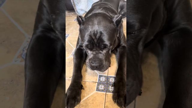 Талисман🙈 смотреть онлайн