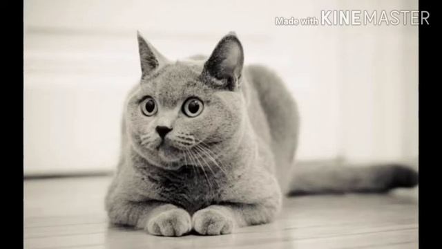 10 интересных фактов о британских кошках смотреть онлайн