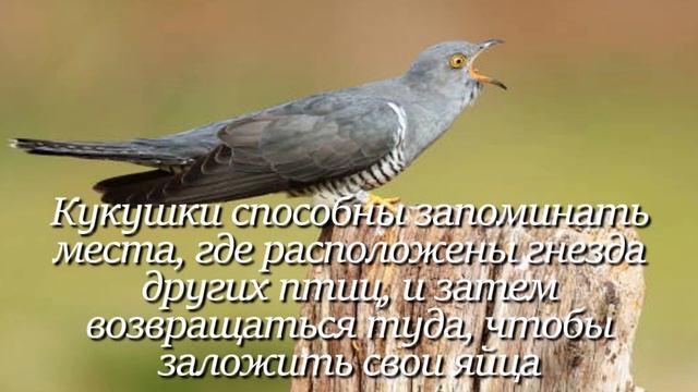 Кукушка. Интересно знать #кукушка #факты #животные #фактыоживотных #птицы #птица