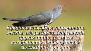Кукушка. Интересно знать #кукушка #факты #животные #фактыоживотных #птицы #птица