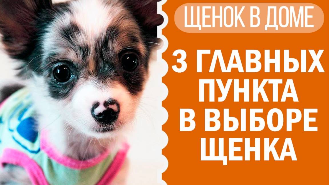 Как выбрать щенка? Чихуахуа Софи в помощь! 🐶🔍 смотреть онлайн