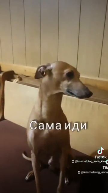 Левретка и зима смотреть онлайн