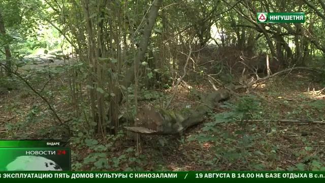 Незаконная вырубка леса наказуема смотреть онлайн