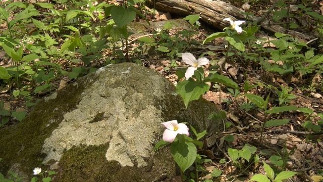 Trillium Bloom at Thompson WMA смотреть онлайн