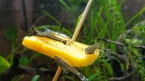 Отоцинклюсы