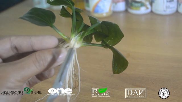 IGUAZU di belah!!!! Budidaya solusi baik смотреть онлайн