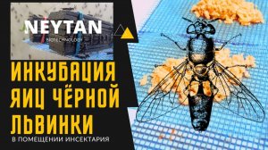 "Инкубация яиц" Технология разведения чёрной львинки
