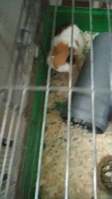 морские свинки смотреть онлайн