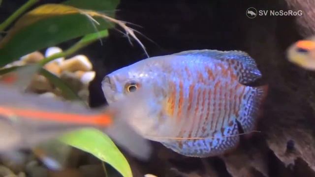 Чем у Лялиусов (Dwarf gourami) — Colisa lalia (Hamilton) внешний вид самца отличается от самки ? смотреть онлайн