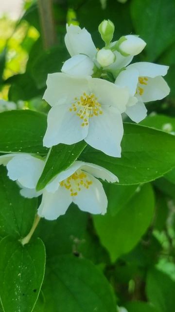 30 maggio 2023 #fiore dell#angelo adesso in piena fioritura! #philadelphus #gelsomino della #Madonn смотреть онлайн