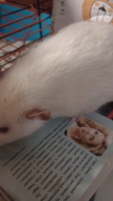 Домашний Крыс Федор в своем домике #shorts #крыски #крыса #крысы смотреть онлайн