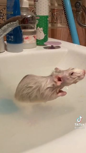попу мыть ,попу мыть🤣😂🤣😂 смотреть онлайн