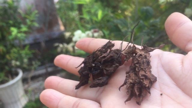 Hoa Trắng tinh "Khiết Bông" ... nơi Vườn thiền Nhiên An. смотреть онлайн