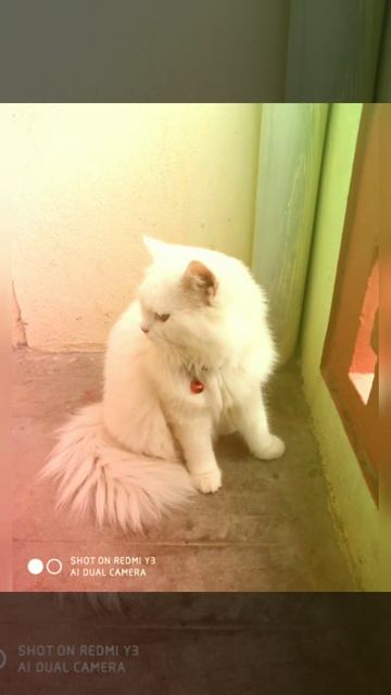 Persian cat cute photoshoot... Cat Paws🐾🐈 смотреть онлайн