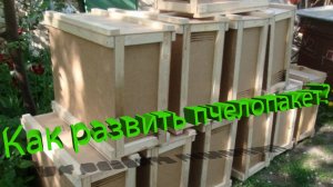 Профессор Кашковский: Как правильно развивать пчелопакет?