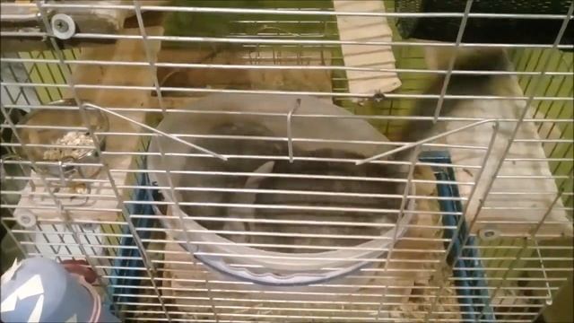 Шиншиллы купаются. Chinchillas bathe смотреть онлайн