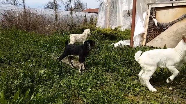 Домашни Кози първа разходка смотреть онлайн