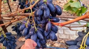 Виноград Велика