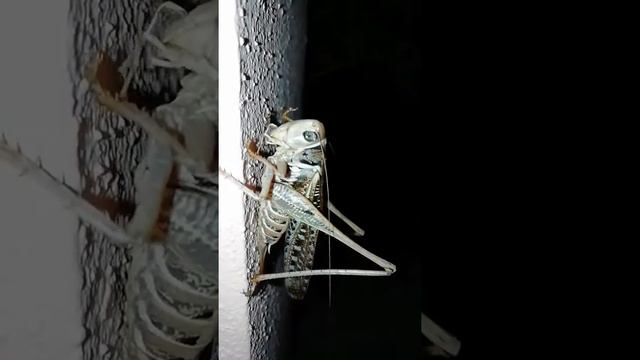 Cavalletta gigante смотреть онлайн