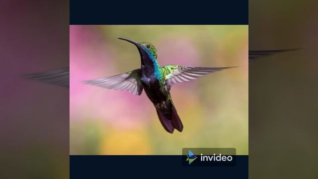 5 facts about hummingbirds (shorts) смотреть онлайн