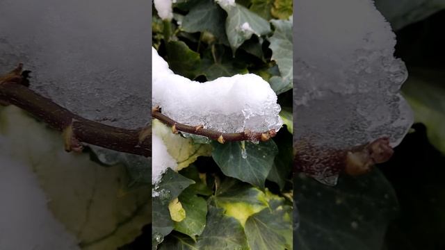 Ялта 💖💖💖 Плющ под снегом 🌿❄️ смотреть онлайн