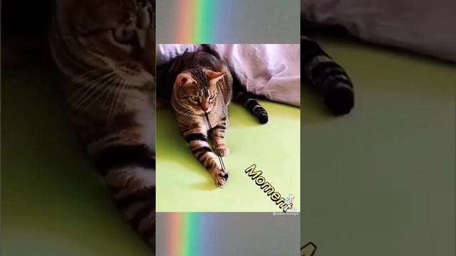 лучшие моменты кошек (тик ток) смотреть онлайн