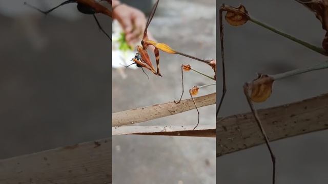 Ghost leaf mantis(Dry leaf like insect) 🍁🍂 eating its prey (small insect) LIVE shooted video... смотреть онлайн