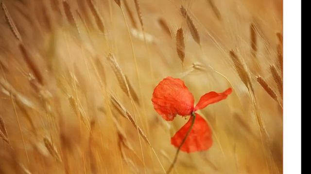 Relax-My favorite flowers... смотреть онлайн