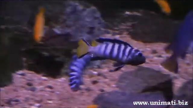 Pseudotropheus sp elongatus - Mpanga.wmv смотреть онлайн